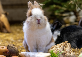 Rabbit, &copy; Zoo Rostock/ Dr&uuml;bbisch