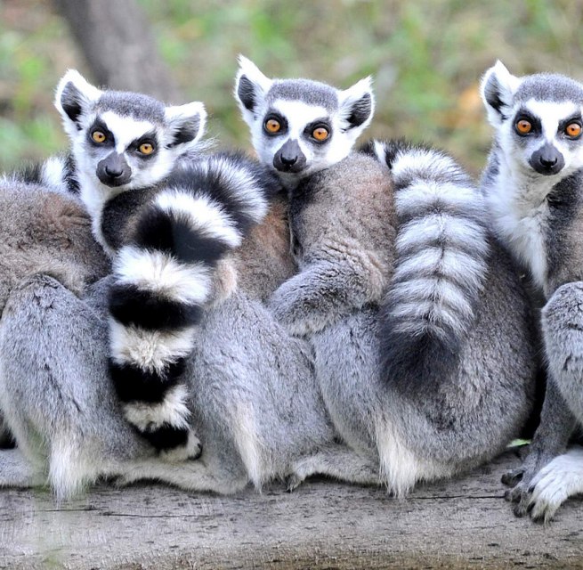 Foto zum Kindertag im Zoo Rostock mit vier Katas, die auf einem Baumstamm sitzen. // © Zoo Rostock/ Kloock Foto zum Kindertag im Zoo Rostock mit vier Katas, die auf einem Baumstamm sitzen. // © Zoo Rostock/ Kloock