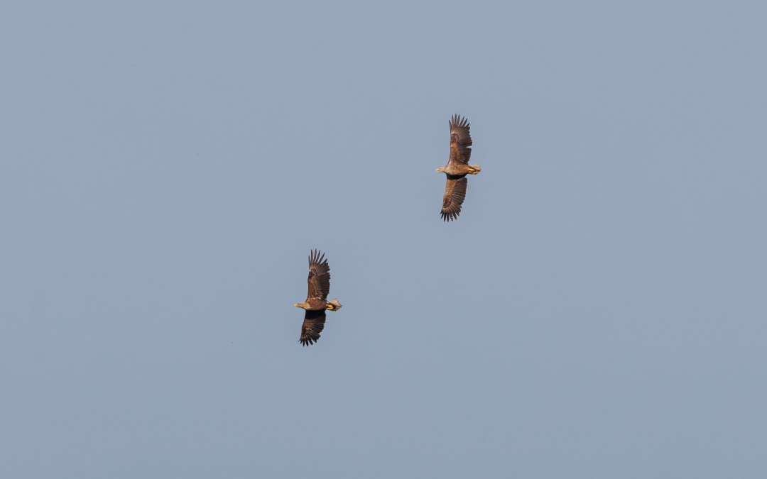 Dwa orły bieliki w locie., © Vogeltouren MV/ Kevin Hempel