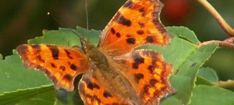 a small butterfly species, © Dr. Volker Thiele