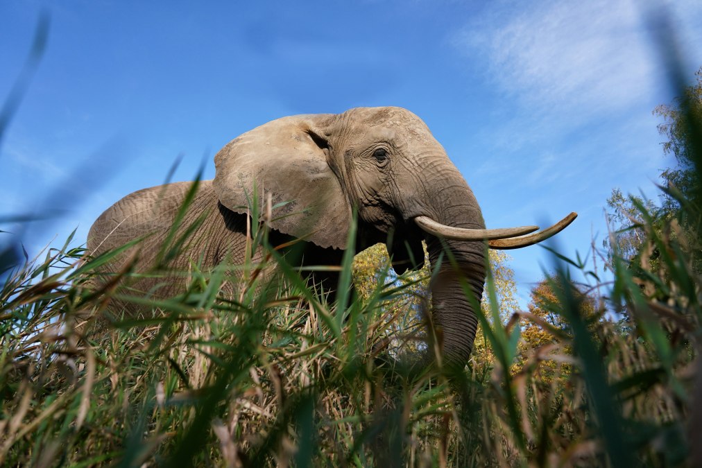 Touch and feed elephants., © Elefantenhof Platschow Touch and feed elephants., © Elefantenhof Platschow