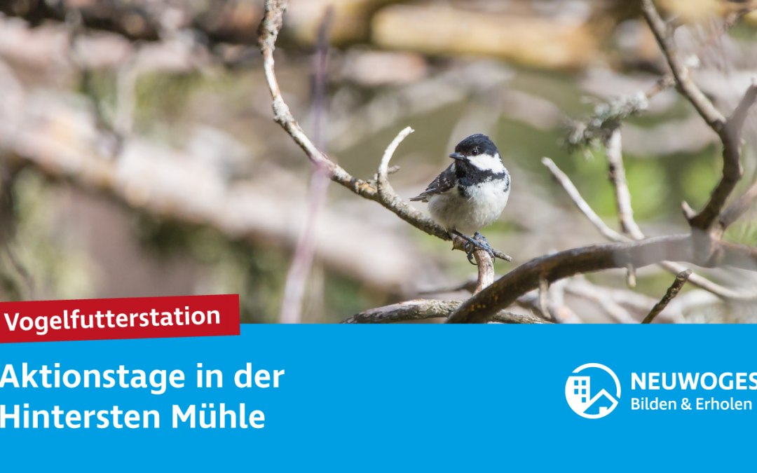 neuw-groep_extern-coming_animal_home_action_days-24-vogel_voer_station, © Neuwoges