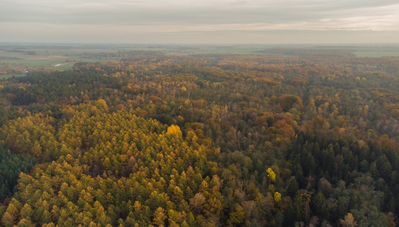 Las miejski Barth, © Arndt Gläser