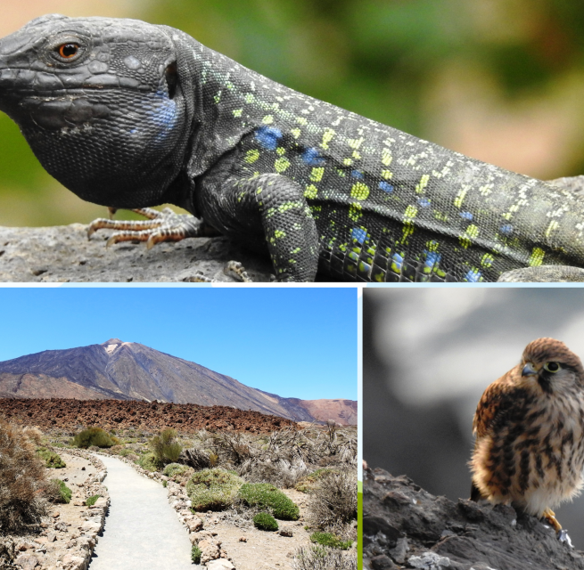 &copy; Regionalbiblbiothek Neubrandenburg