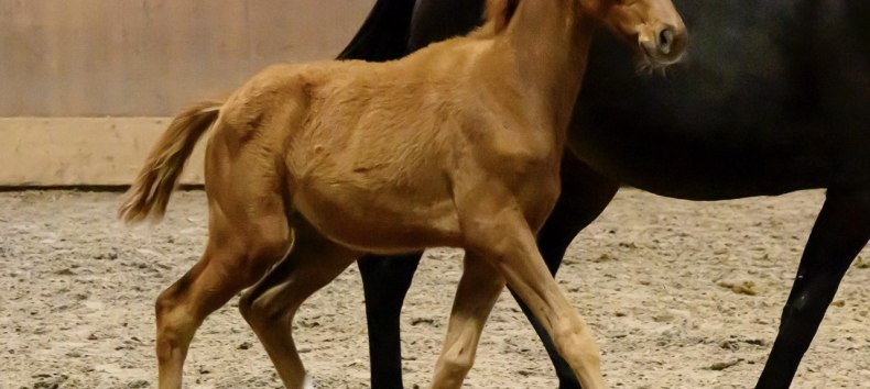 Foal show of the Trakehner 2025 // &copy; DE