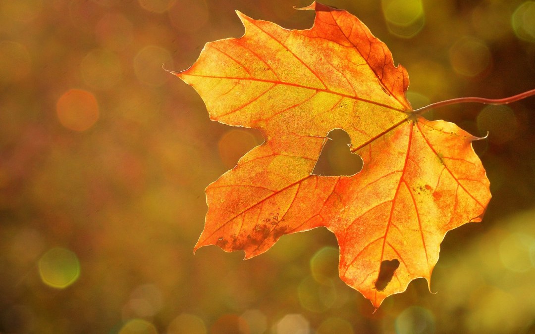 Herfsttijd, © pixabay