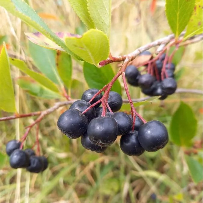 AroniaGut-Beeren, &copy; Gunnar Maquardt
