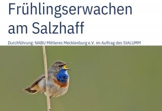 &copy; NABU NABU Mittleres Mecklenburg e.V.