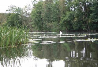 In the peat bogs near Malchin, &copy; Marin-Ziegler
