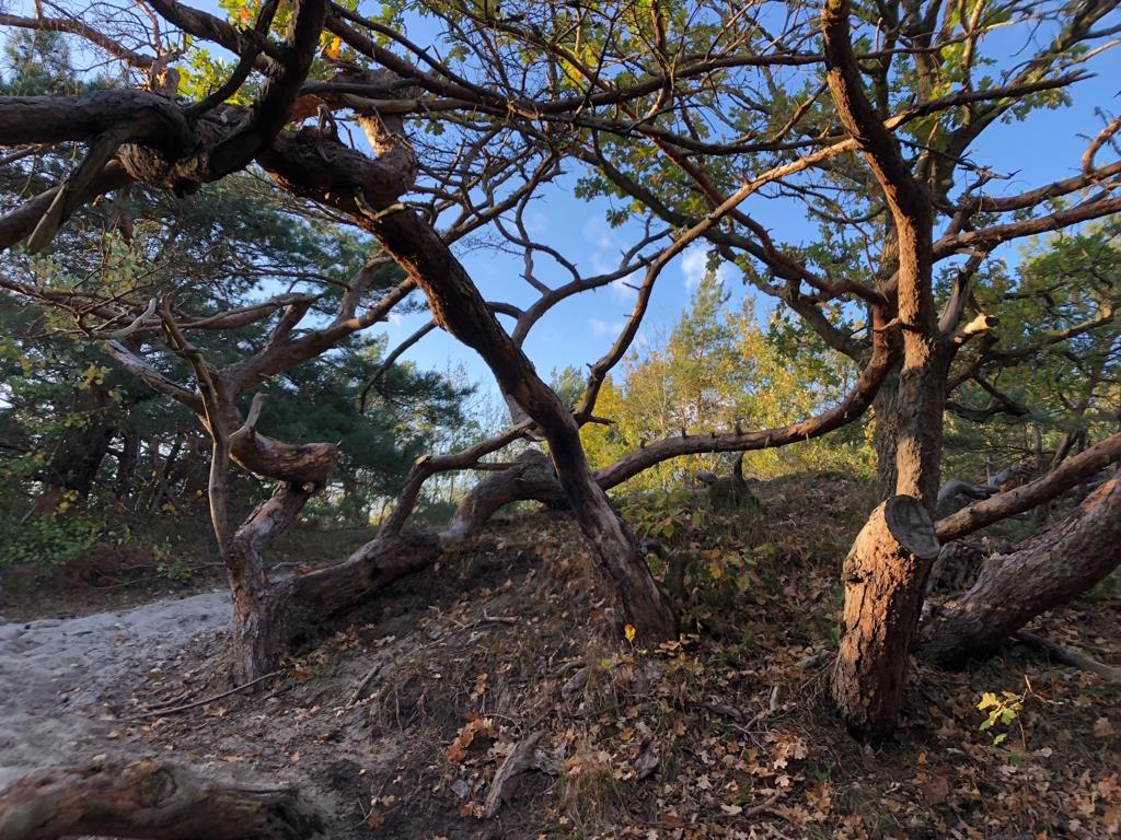 strandaufgang-16_dierhagen, © Kurverwaltung Dierhagen strandaufgang-16_dierhagen, © Kurverwaltung Dierhagen