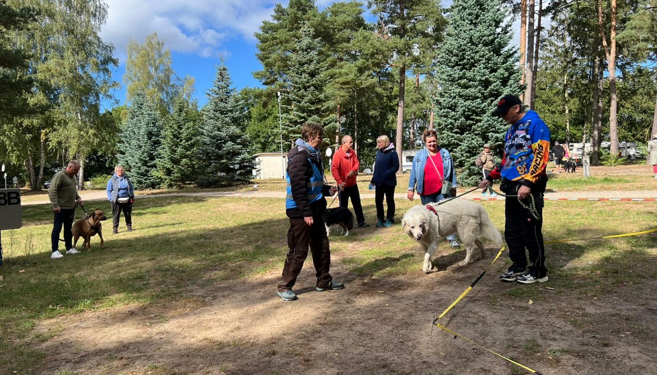 Tutaj wymagana jest koncentracja: lonżowanie jest ponownie uwzględnione jako stacja w tym roku, © Allgemeiner Hundeverein Kiebitzberg