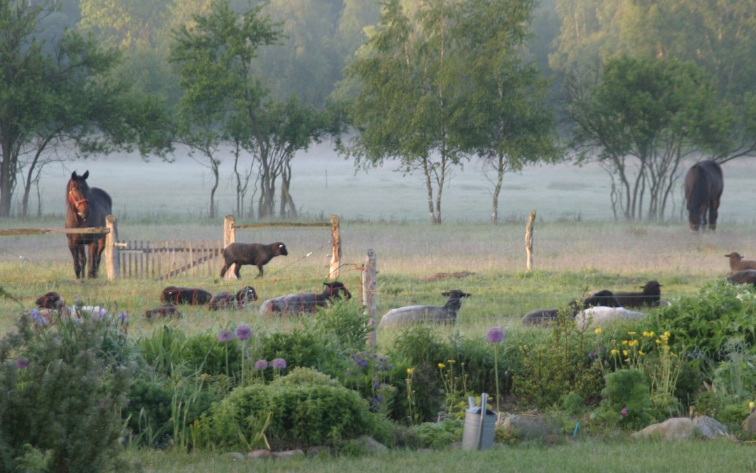 Cattle pasture with sheep and ponies in morning mist, © v. Kessel