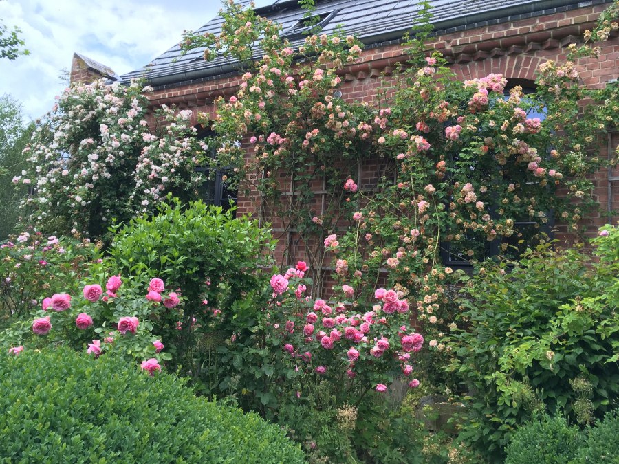 Surrounded by fragrant roses: the manor house Altbauhof, © Gutshaus Altbauhof