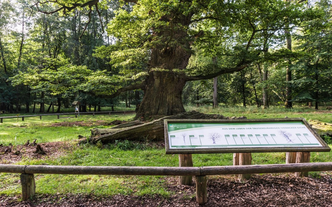 Op stap in het bosgebied Ivenacker Eichen, © TMV