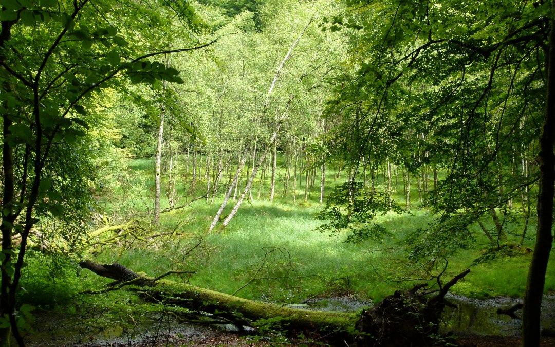 &copy; Stadt Neustrelitz