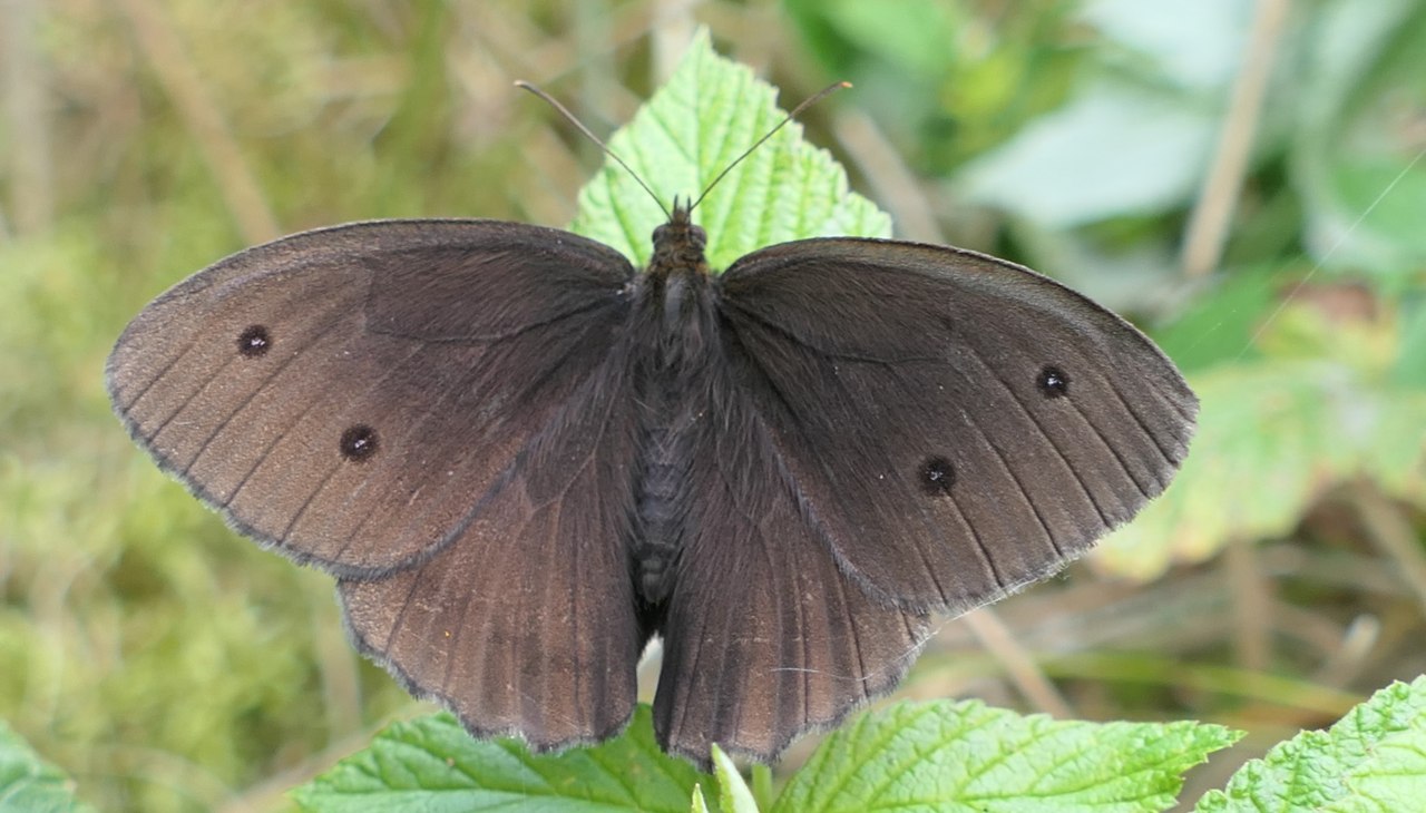 P1025200, © Naturpark Am Stettiner Haff P1025200, © Naturpark Am Stettiner Haff