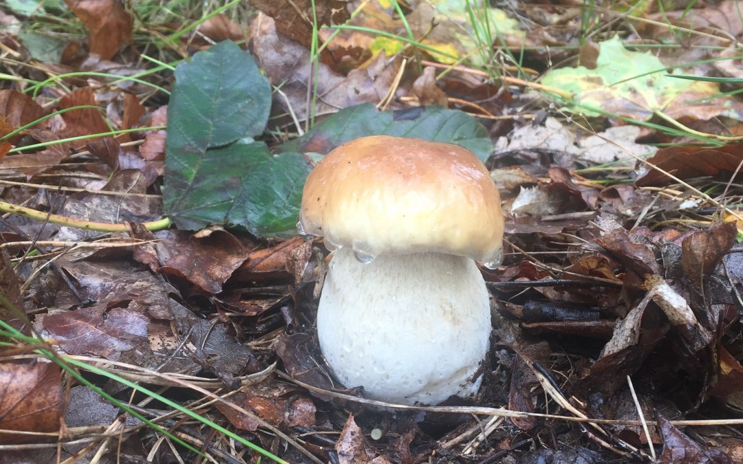 Paddenstoelen in de Baabheide, © KV Baabe