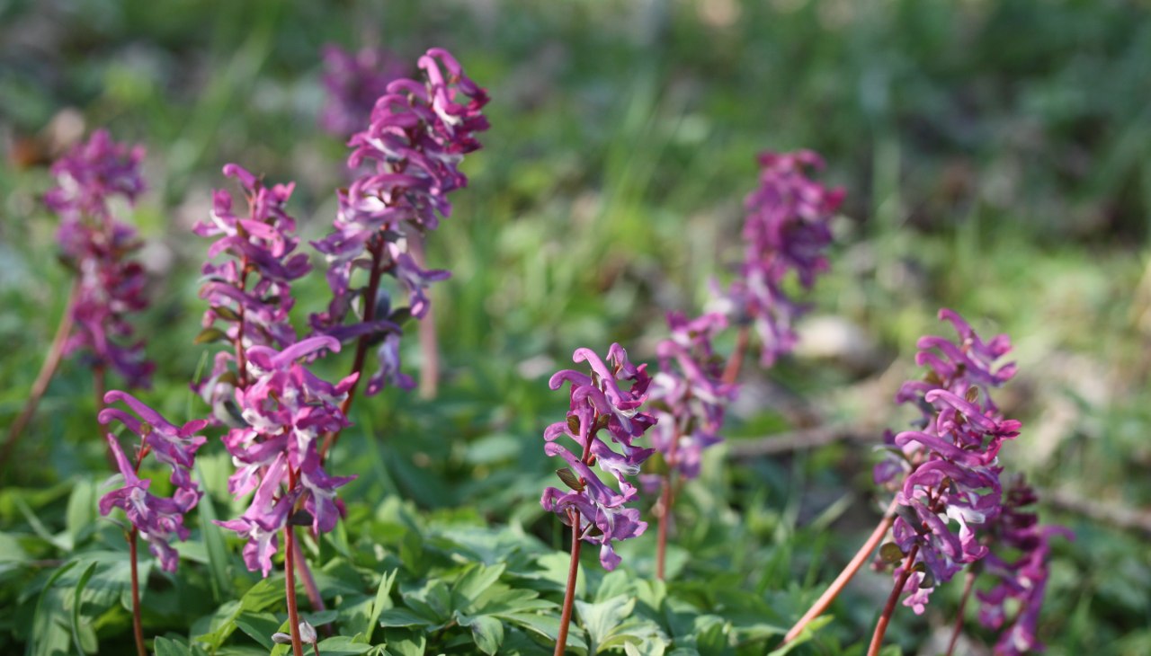 25-04-12 Gdzie skowronek, GMZ, © Gudrun Marin-Ziegler