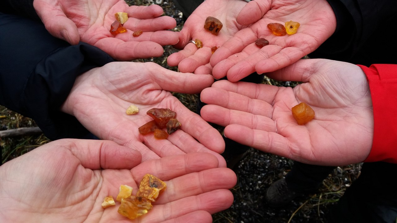 Amber migration yield // © Martin Hagemann Amber migration yield // © Martin Hagemann