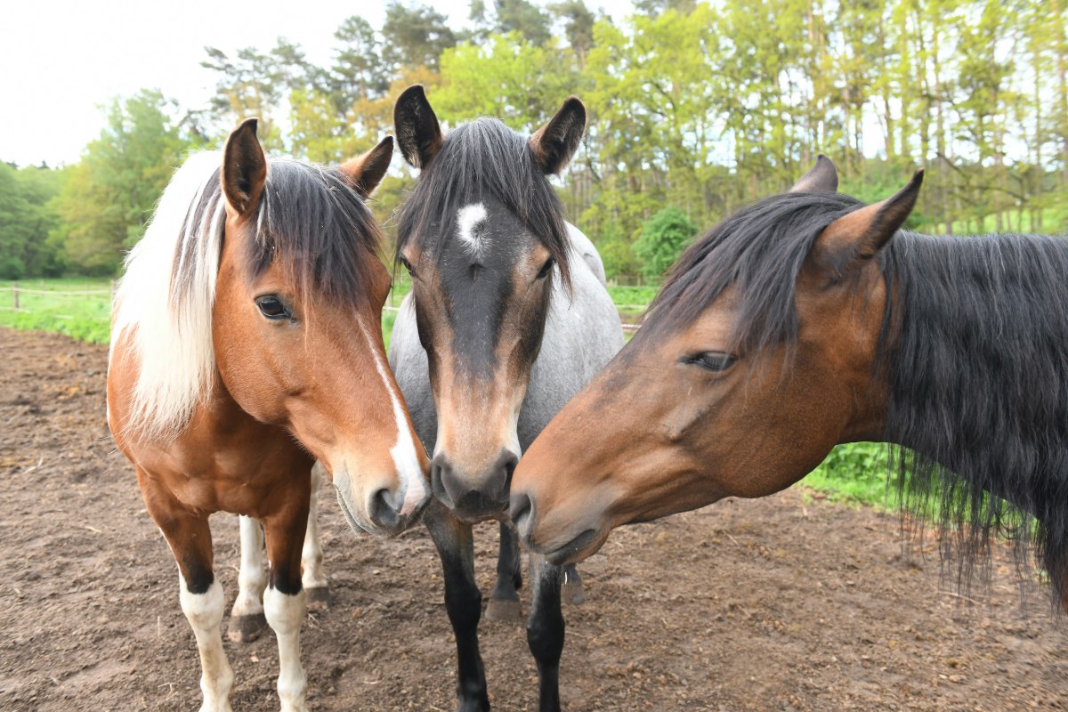 At the horse farm Zislow there are different ponies for riding lessons. // © Pferdehof Zislow At the horse farm Zislow there are different ponies for riding lessons. // © Pferdehof Zislow