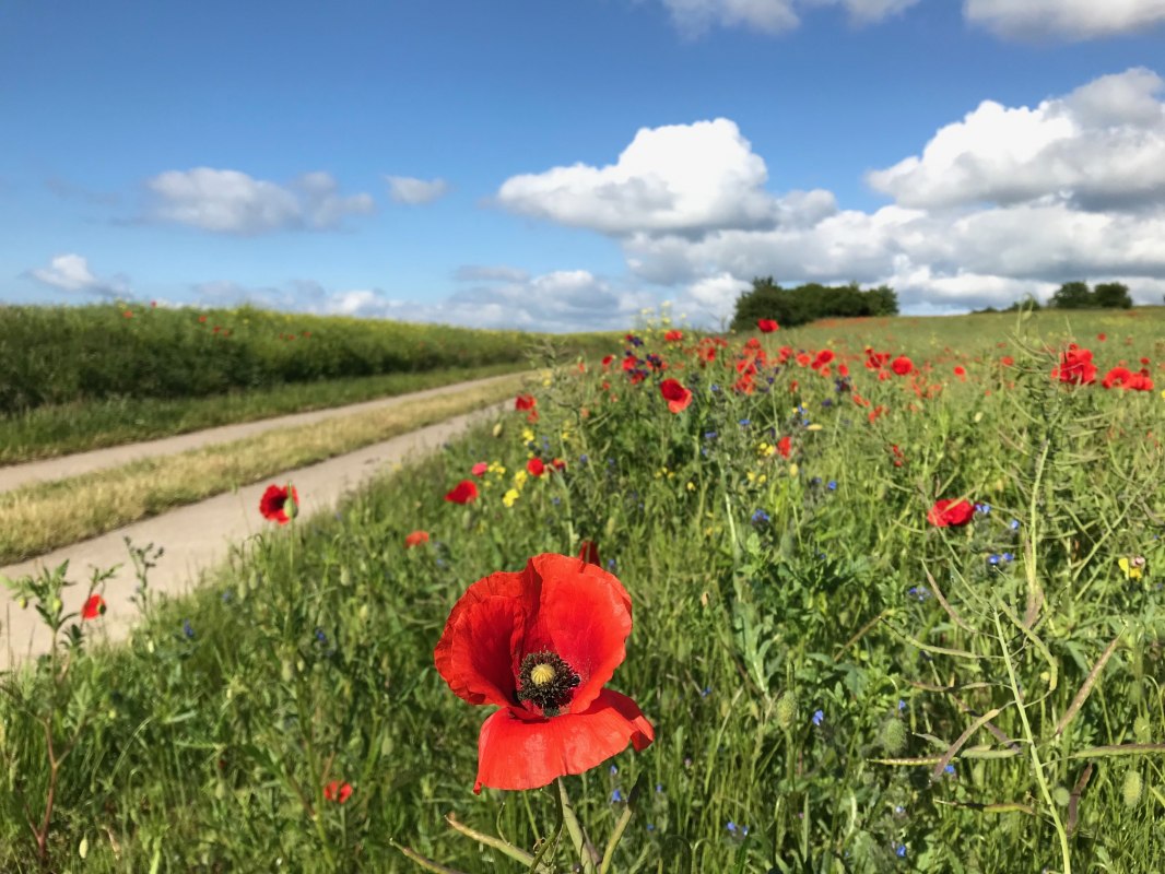 Het Seedorfse heuvelland zoemt en bloeit en biedt prachtige uitzichten., © Kurverwaltung Sellin Het Seedorfse heuvelland zoemt en bloeit en biedt prachtige uitzichten., © Kurverwaltung Sellin