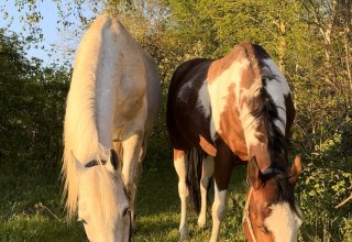 Horses // © Martha E. Bende Horses // © Martha E. Bende