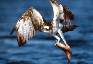 © Willi Rolfes © Willi Rolfes