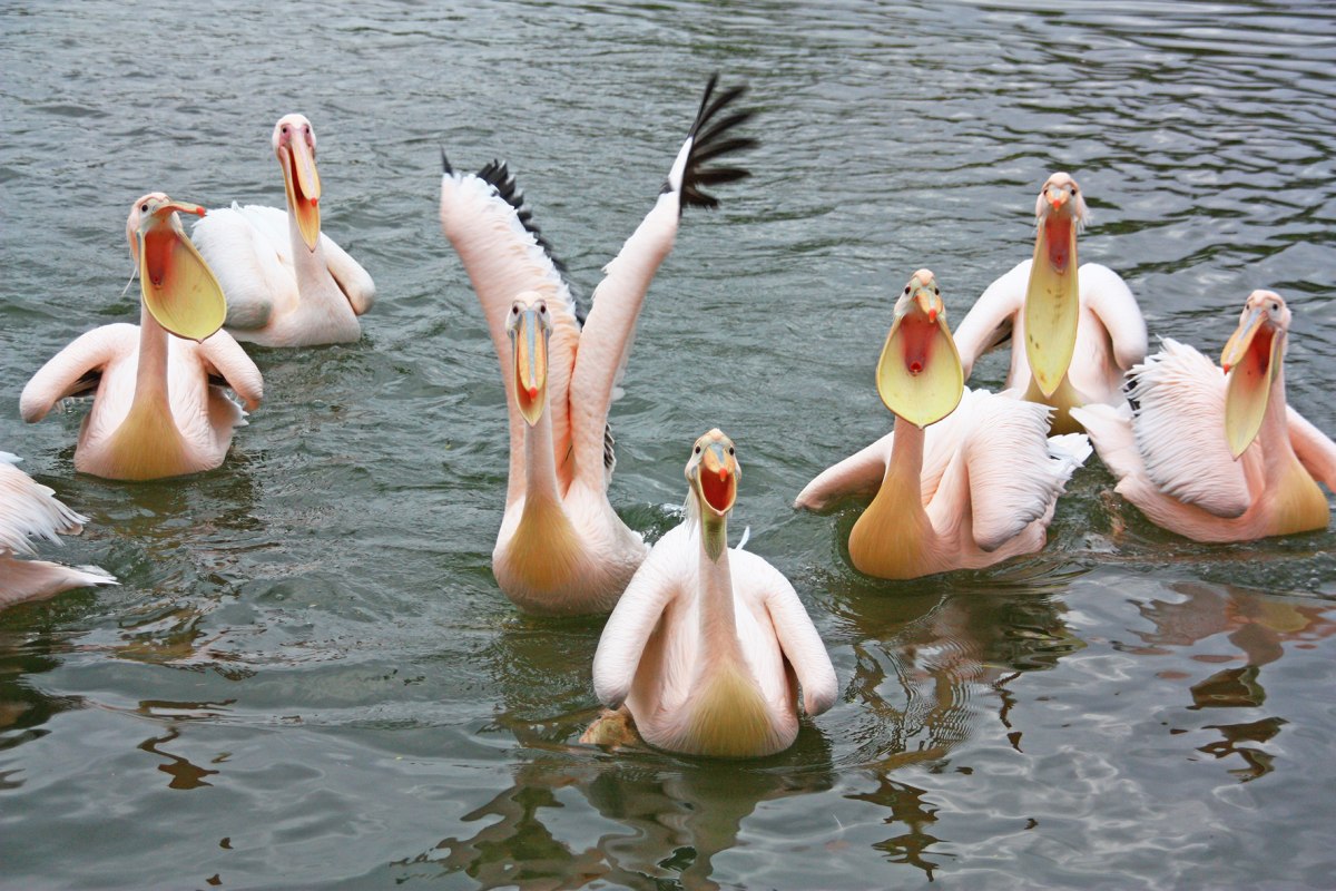 Pelikanen voeren, &copy; Franzi Haase