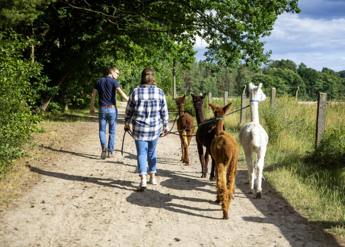 &copy; Thiedig Alpaka