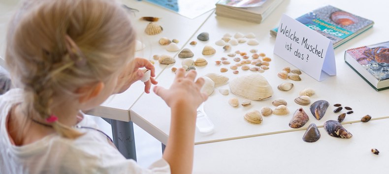 Am Strand sind viele verschiedene Muschelschalen zu finden // &copy; Anke Neumeister/Deutsches Meeresmuseum