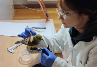 An oriole is prepared for an exhibition. // &copy; M&uuml;ritzeum