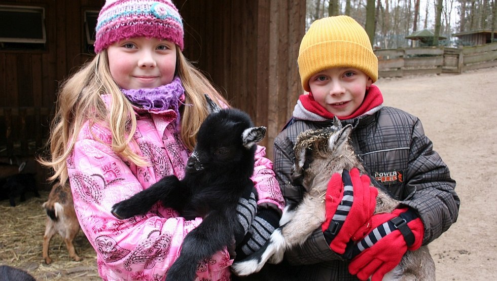 Vooral populair bij kinderen: de kinderboerderij en andere doorloopweiden, © Wildpark-MV