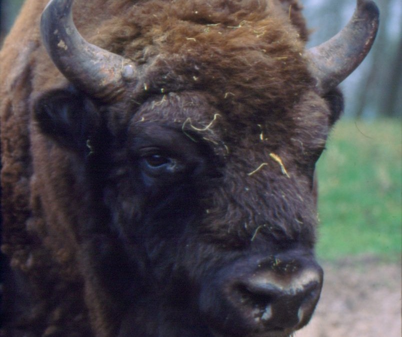 Portret bizon, © Wisentreservat Damerower Werder
