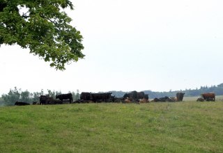 Weidelandschaft in Klepelshagen // &copy; Sabrina Wittkopf-Schade