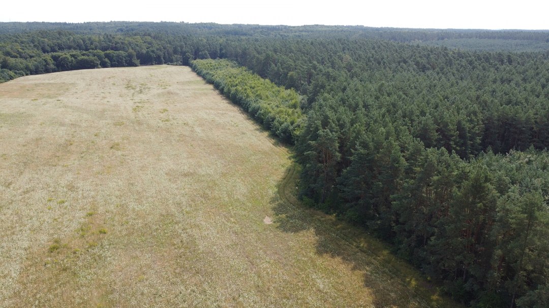 Klimatyczny las Neustrelitz, © Landesforst MV
