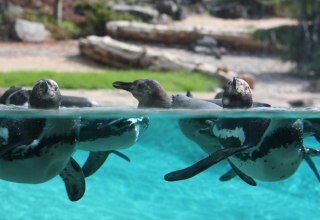 Penguins in the polarium at Rostock Zoo // © Zoo Rostock/Braun Penguins in the polarium at Rostock Zoo // © Zoo Rostock/Braun