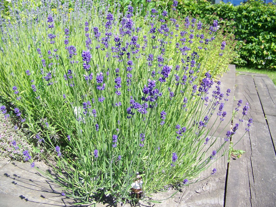 vielseitig einsetzbar // &copy; IGA Park Rostock