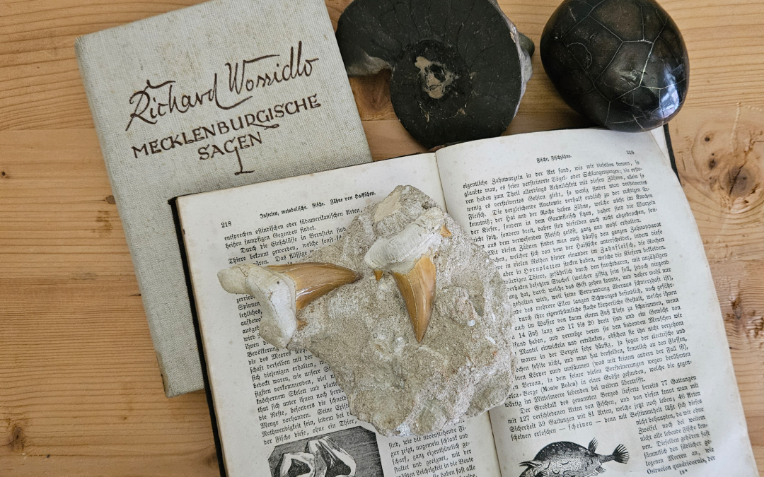 Fossielen en spannende boeken uit de natuurhistorische collecties in het Müritzeum, © K.Franz/Müritzeum