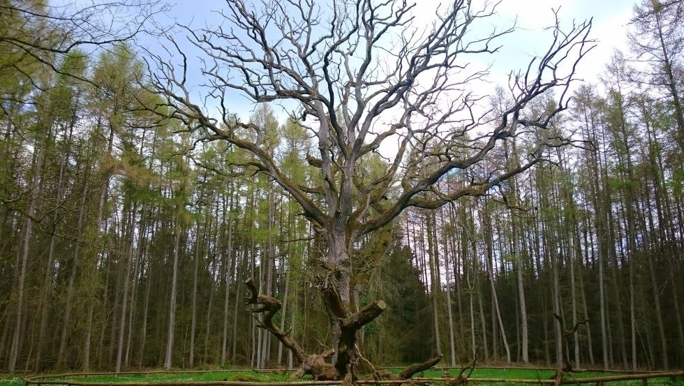 Stacja 12: Osobowość drzewa - prastary dąb parasolowy, © TMV/UB
