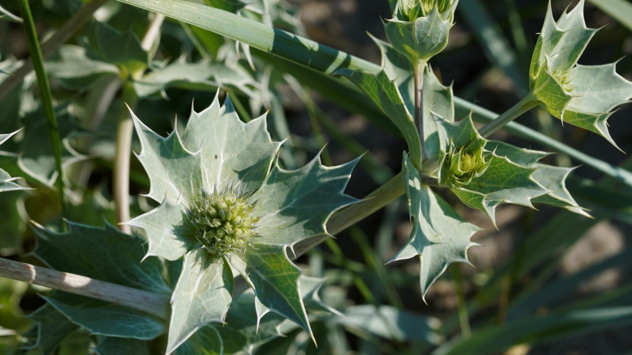 Rare sea holly on the beach at Hohe Düne // © Susanna Knotz Rare sea holly on the beach at Hohe Düne // © Susanna Knotz