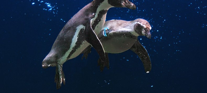 Fliegende Pinguine // &copy; Vogelpark Marlow