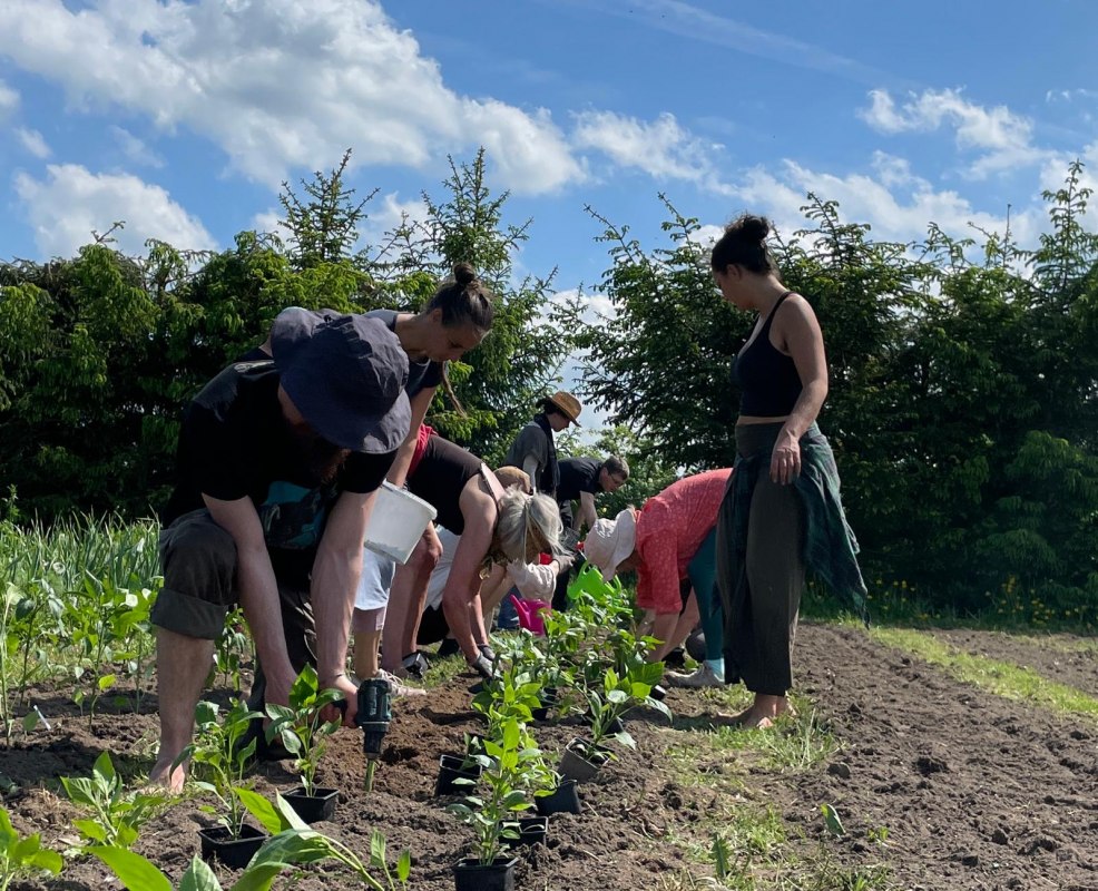 Several people of different ages are working on a bed of lettuce. // © Ingo Felgenhauer Several people of different ages are working on a bed of lettuce. // © Ingo Felgenhauer