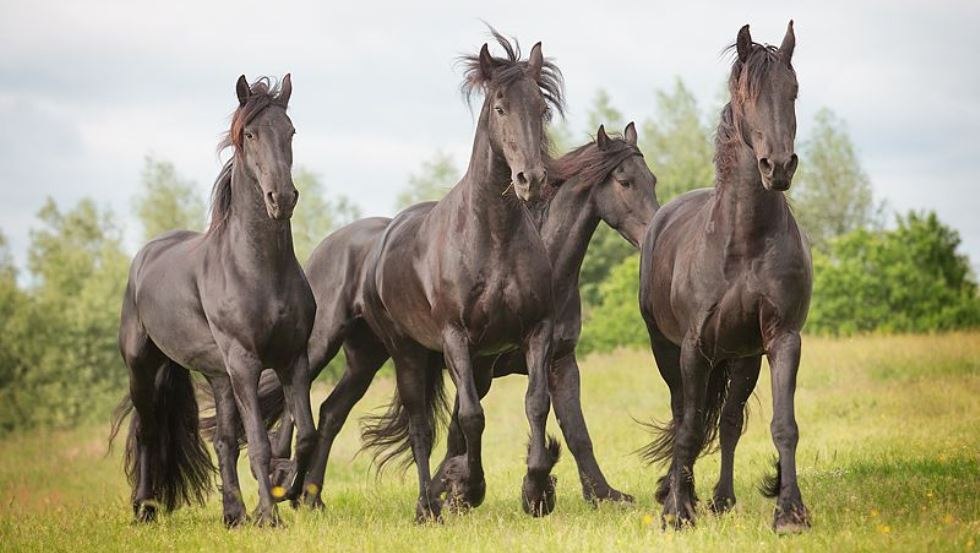 Friesian herd on Häven estate // © Gut Häven/ Wiebke Haas Friesian herd on Häven estate // © Gut Häven/ Wiebke Haas