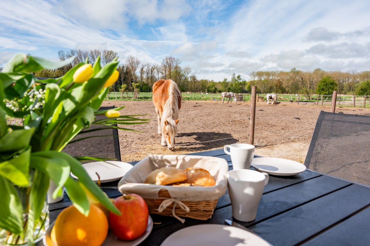 Breakfast with a view of the horse // © Süß GbR Breakfast with a view of the horse // © Süß GbR