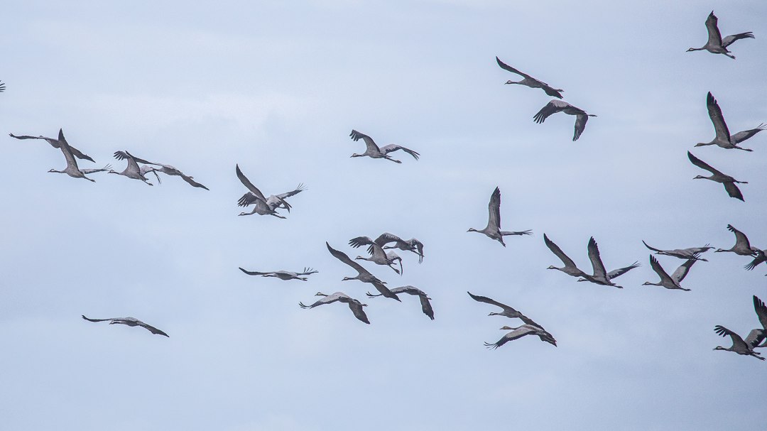 Kranich-002, &copy; Wei&szlig;e Flotte GmbH