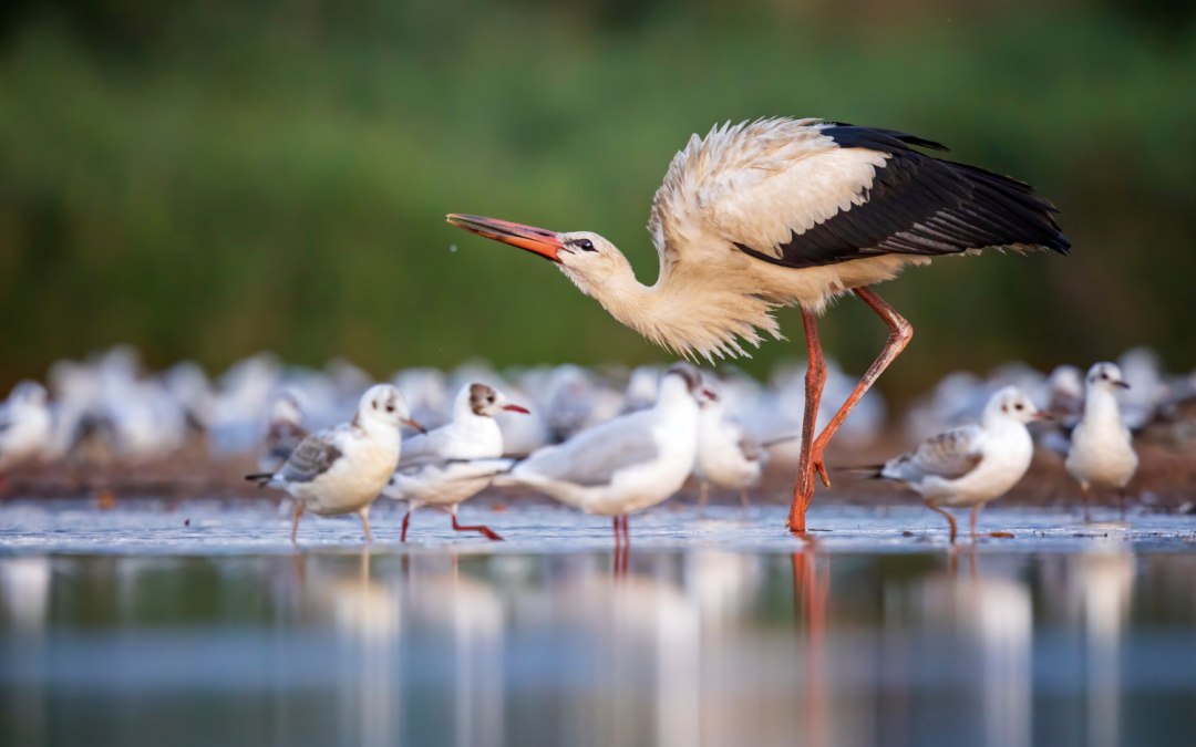 Ooievaar en meeuwen, © Thomas Hinsche