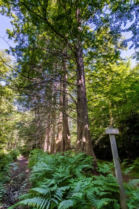 Sequoia's in Osterwald Zingst, © TMV_Tiemann