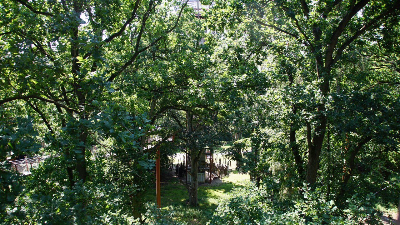 baumkronenpfad-im-hutewald_, © Landesforst MV baumkronenpfad-im-hutewald_, © Landesforst MV