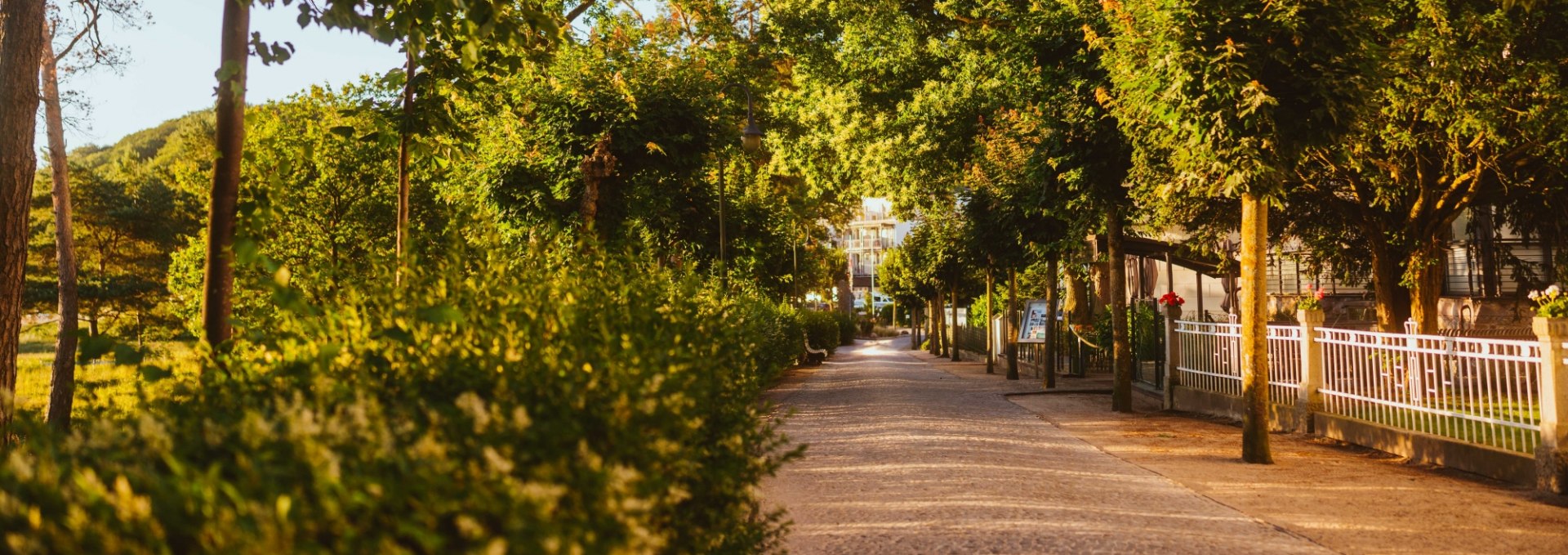 Sun-drenched walkway with green trees in a seaside resort on Rügen.