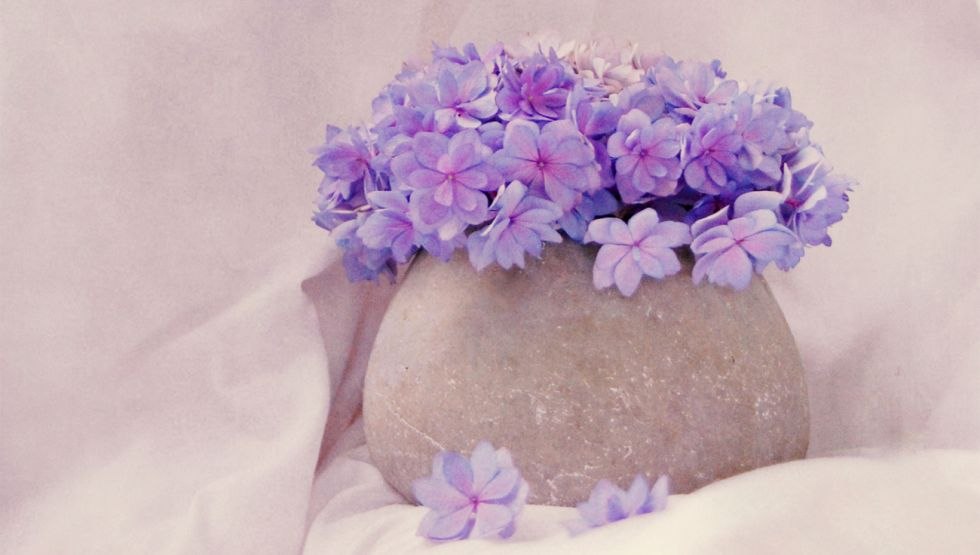 poem&eacute; de viol&eacute;t, &copy; Claudia Drossert